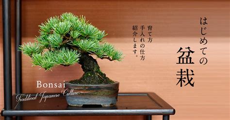 植物盆栽|初めての盆栽でも大丈夫。育て方や手入れ術を紹介 Bonsai